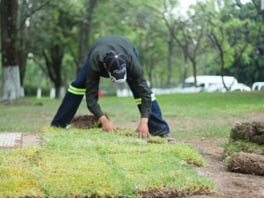 Venta e instalación de pasto en rollo